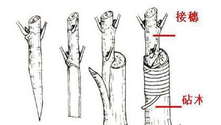 月季嫁接步骤