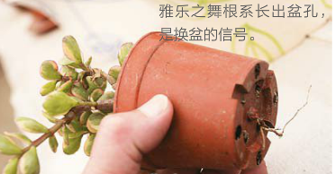 多肉植物雅乐之舞换盆的信号