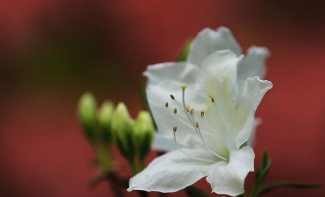 白色杜鹃花