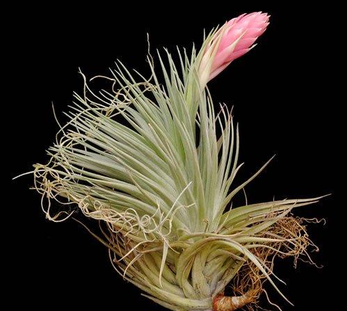 21.meridionalis X T.stricta 'Ty's Prize'