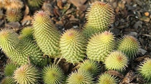 Huernia pillansii：阿修罗