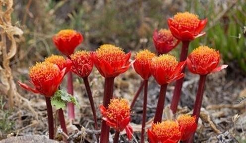 Haemanthus coccineus：血莲