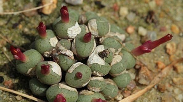 Conophytum piluliforme:都鸟