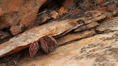 Adromischus maculatus：御所锦