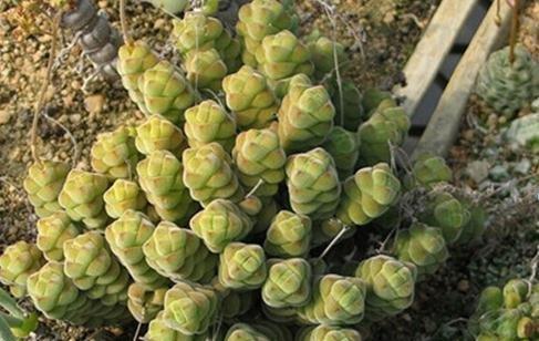 Crassula columella：绒塔