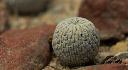 Mammillaria pectinifera：白斜子