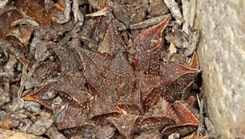 Haworthia maraisii：莫瑞沙