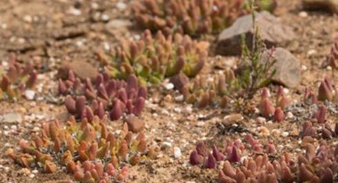 Haworthia retusa：青鸟寿