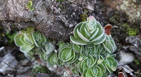 Crassula tomentosa var.interupta：月晕