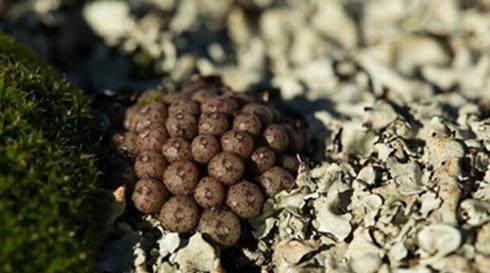 Conophytum minusculum ssp：翠卵