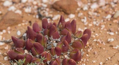 Gibbaeum gibbosum：碧鲛