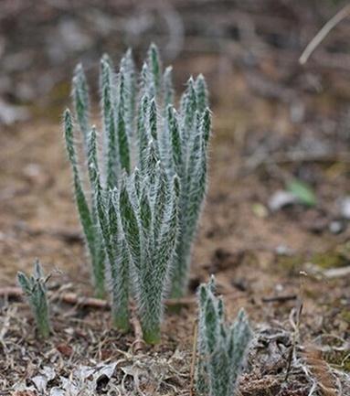 Gethyllis ciliaris：纤毛弹簧草