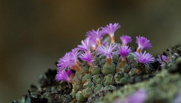 Conophytum ficiforme