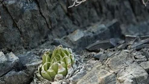 Haworthia lockwoodii：洋葱卷