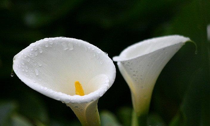 海芋花的花语