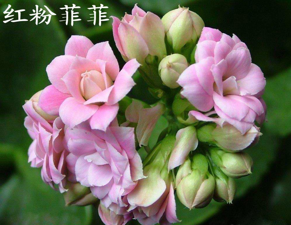 红粉菲菲