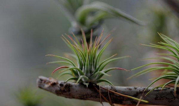 空气凤梨——谁都能养活的精灵植物