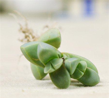 鹿角海棠的浇水方法