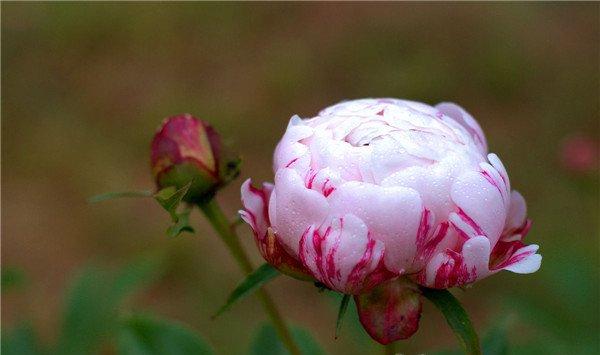 芍药的常见品种