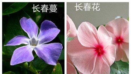 长春蔓和长春花的区别之花朵形态