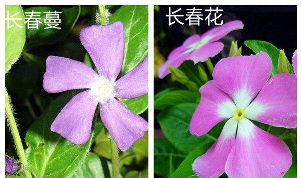 长春蔓和长春花的区别