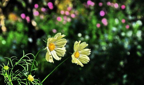 波斯菊和格桑花有什么区别