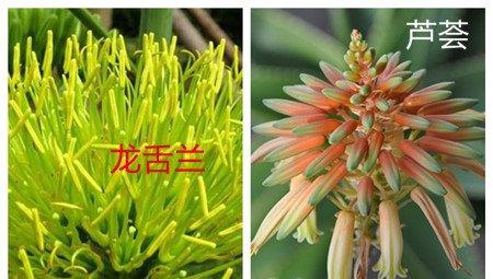 龙舌兰和芦荟的区别之花朵