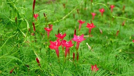 茑萝开花注意事项