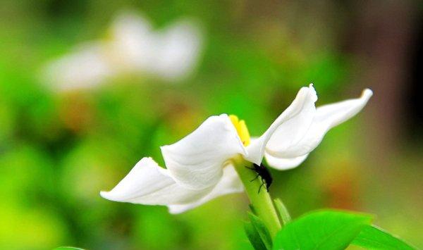 栀子花花期