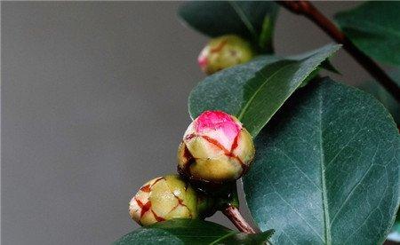 室温高，空气燥，茶花蕾容易掉。