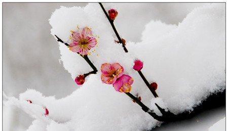 花浇雪水，既大又美。