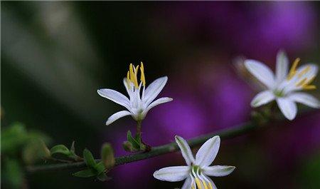 吊兰花图欣赏