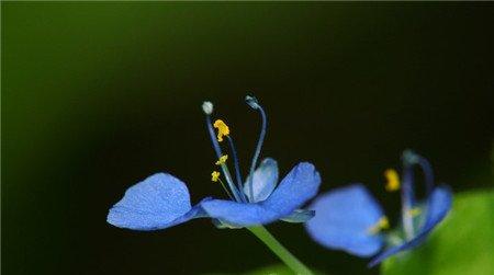 蓝色紫露草图片