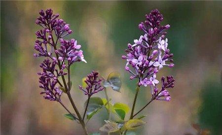 丁香花生长习性