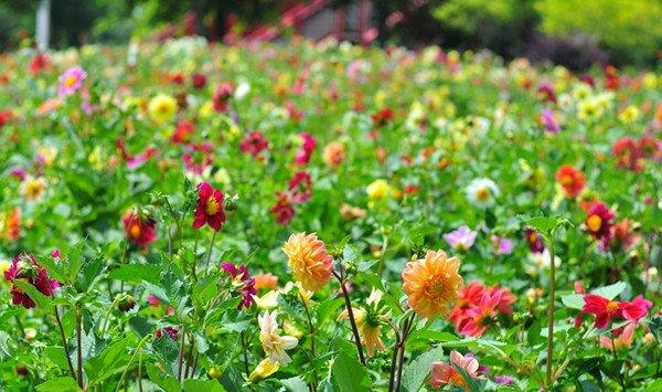 小丽花开花及其管理