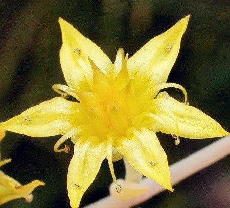 秋丽开花