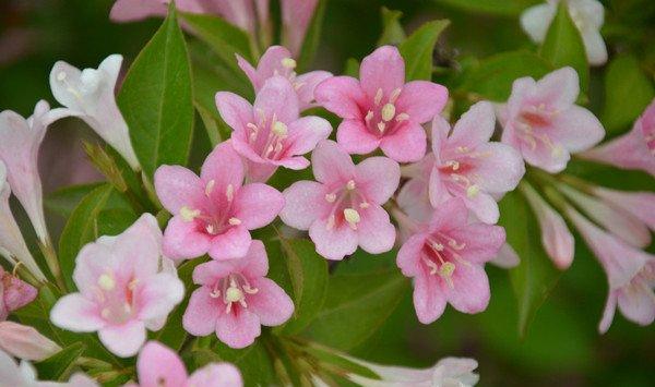 海仙花和锦带花的区别