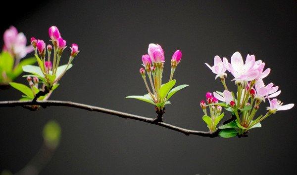 推荐 | 家里没有光，养这6种植物也能开出花