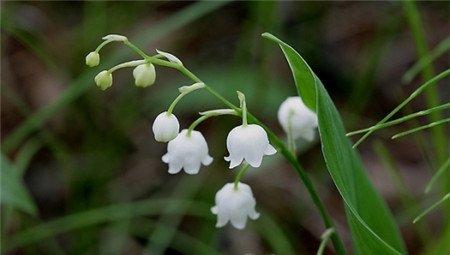 铃兰开花的养护