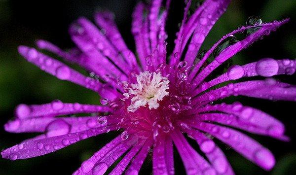 松叶菊和太阳花的区别