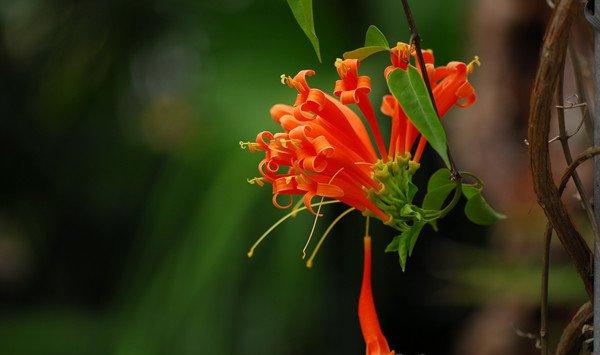 炮仗花可以家养吗