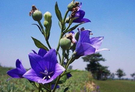 桔梗花开花的养护