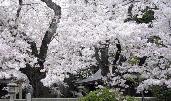 樱花有哪些常见品种