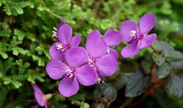 虎颜花怎么繁殖