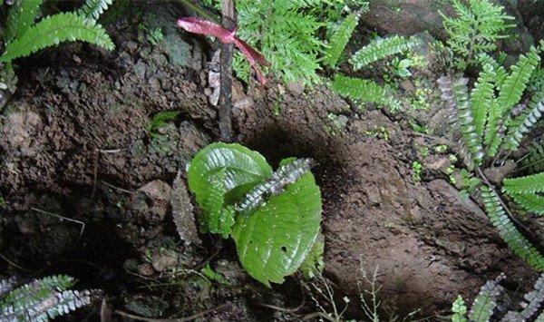 虎颜花常见病害及防治方法