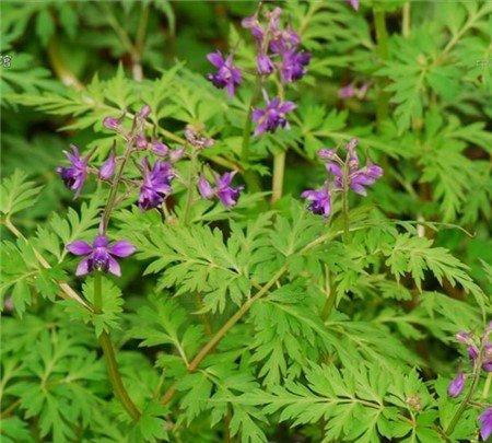 还亮草开花