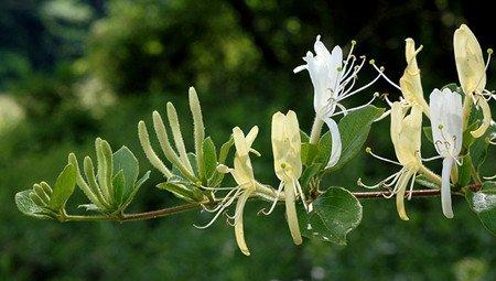 金银花和山银花的简介