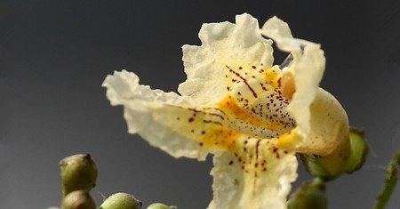 黄花假昙花