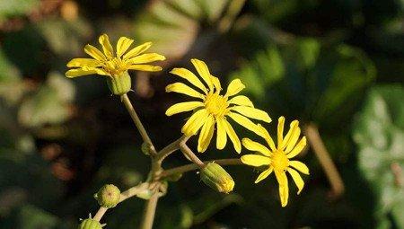 菊花按照颜色分类