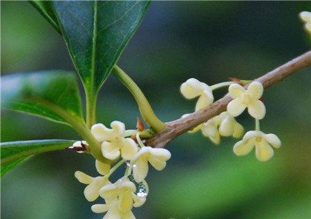 桂花开花图片欣赏